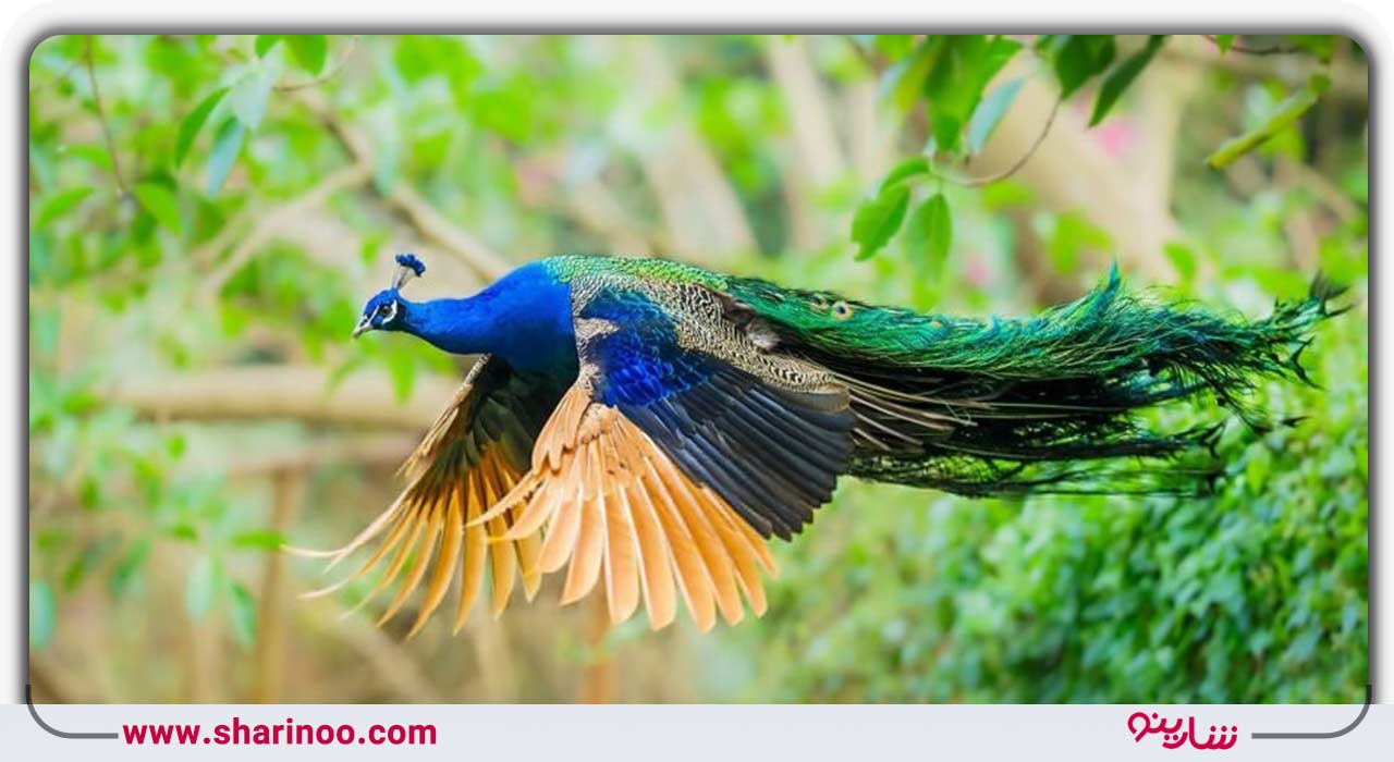 باغ پرندگان اصفهان