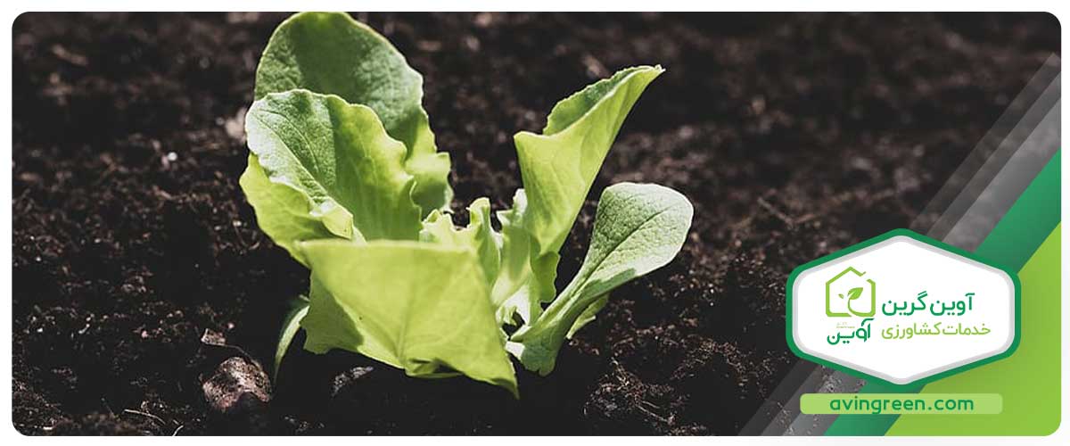 سفارش انواع نشا کاهو، مشاره از تولید تا پرورش نشاء کاهو