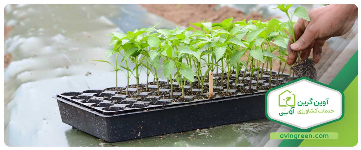 انواع نشا فلفل گلخانه ای