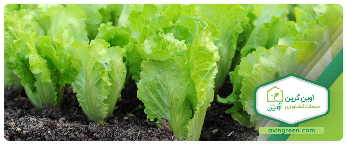 سفارش انواع نشا کاهو سالادی از گلخانه معتبر