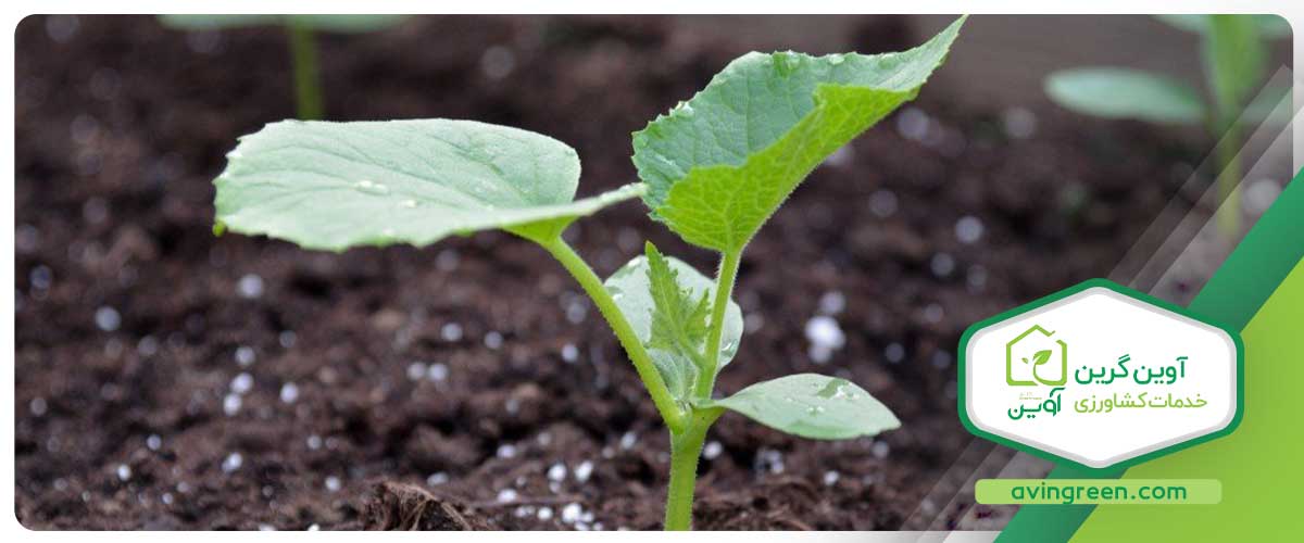 انواع نشا در گلخانه آوین گرین