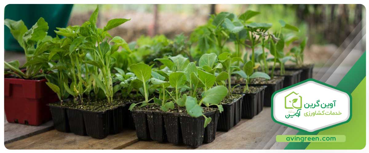 ویژگی های نشا گلخانه آوین