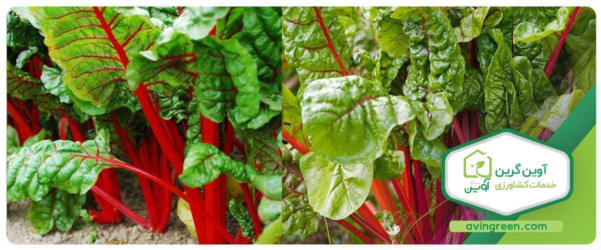 نشا سوئیس چارد رنگی و خونی در گلخانه آوین