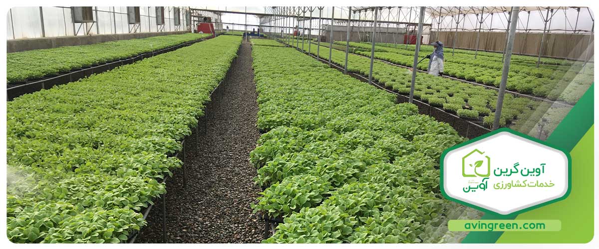 سفارش انواع نشا از گلخانه با تجربه و ارزان