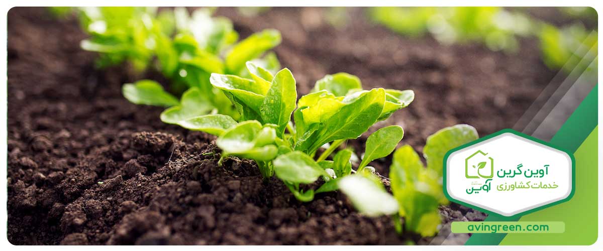 خرید نشا کاهو چینی ارزان