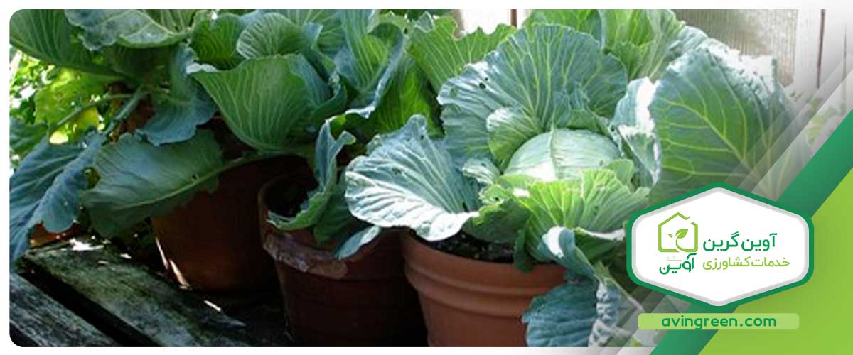 بهترین نوع نشا کلم پیج