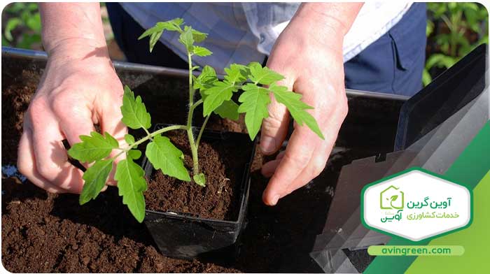 سفارش انواع نشا گوجه فرنگی از گلخانه معتبر