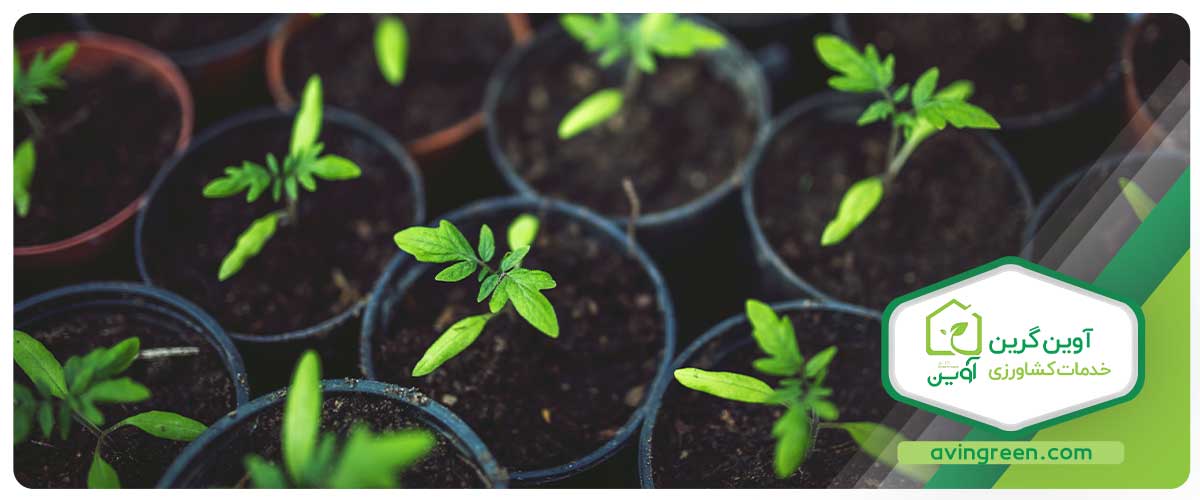 انواع رقم گوجه فرنگی در گلخانه آوین