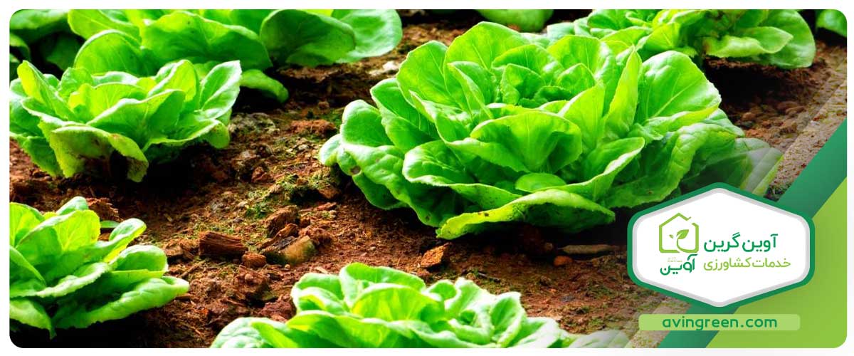 پرورش نشا کاهو فرانسوی سبز 