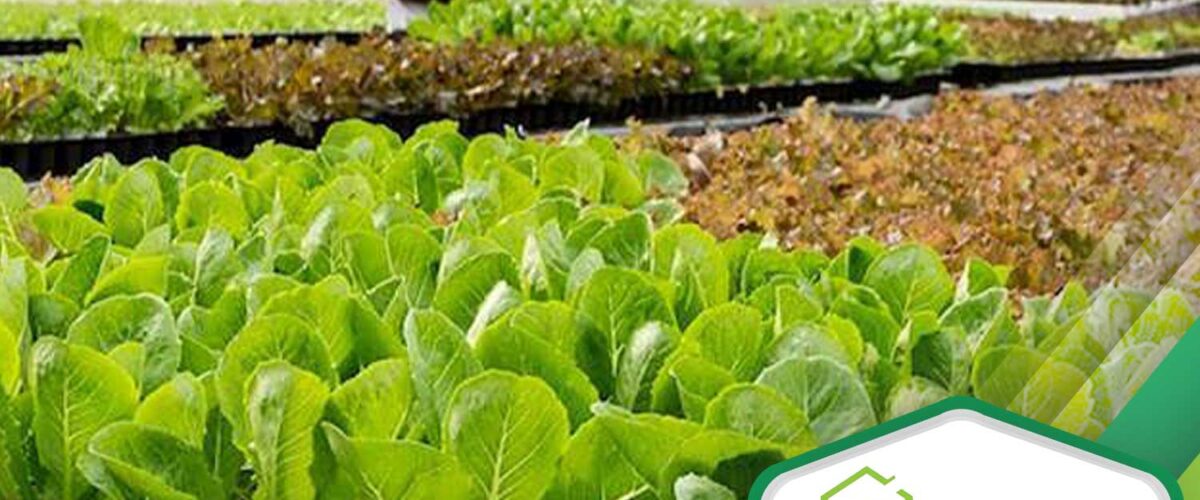 سفارش و خرید انواع نشا کاهو- مشاوره گلخانه2023