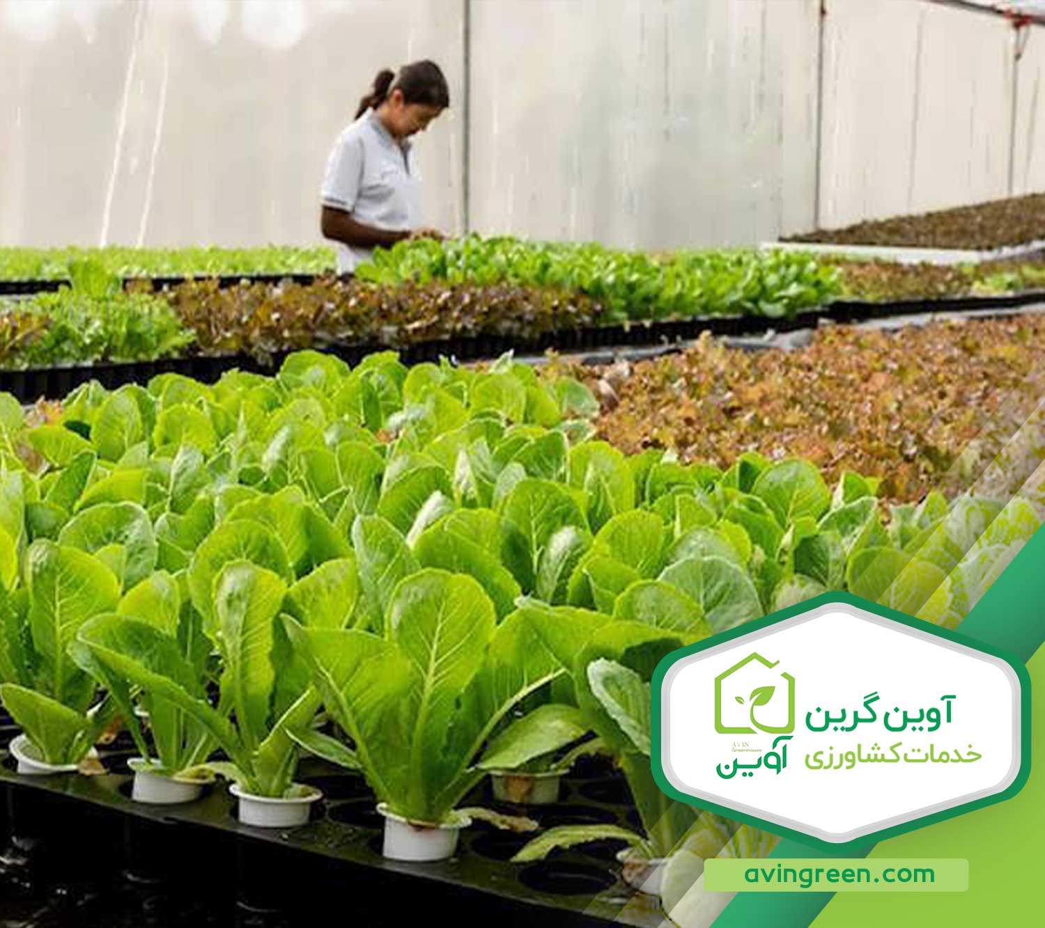 سفارش و خرید انواع نشا کاهو- مشاوره گلخانه2023