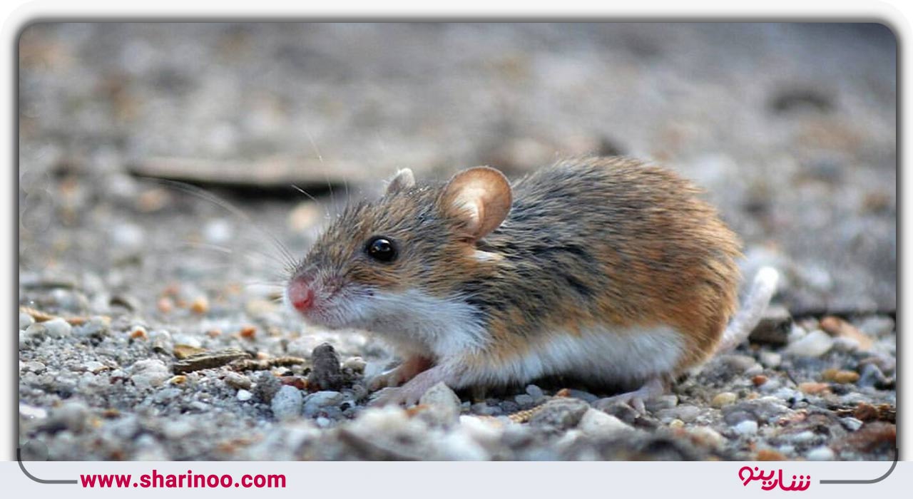 سمپاشی با سمهای کم خطر و بدون ضرر مخصوص موش در اصفهان