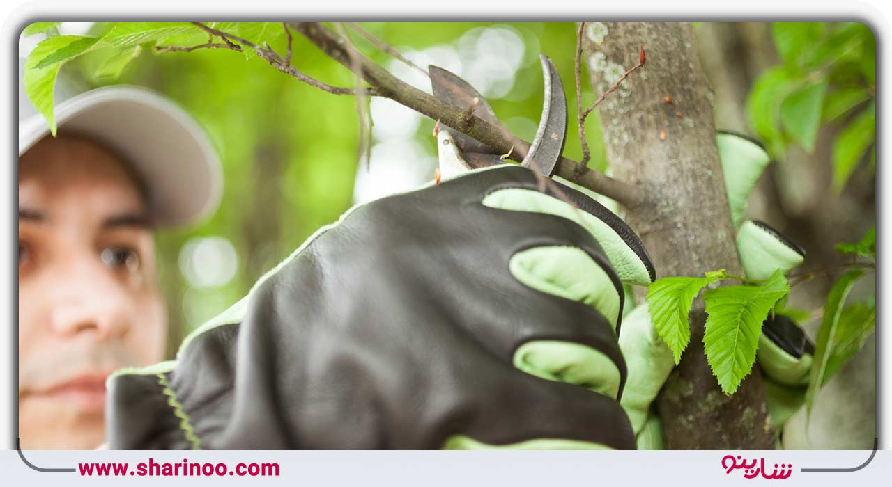 هرس باغ در اصفهان