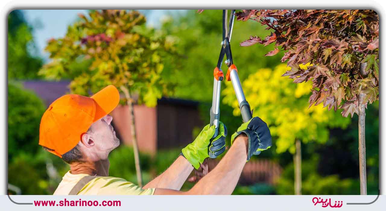 درخت میوه و فرایند هرس باغ در اصفهان