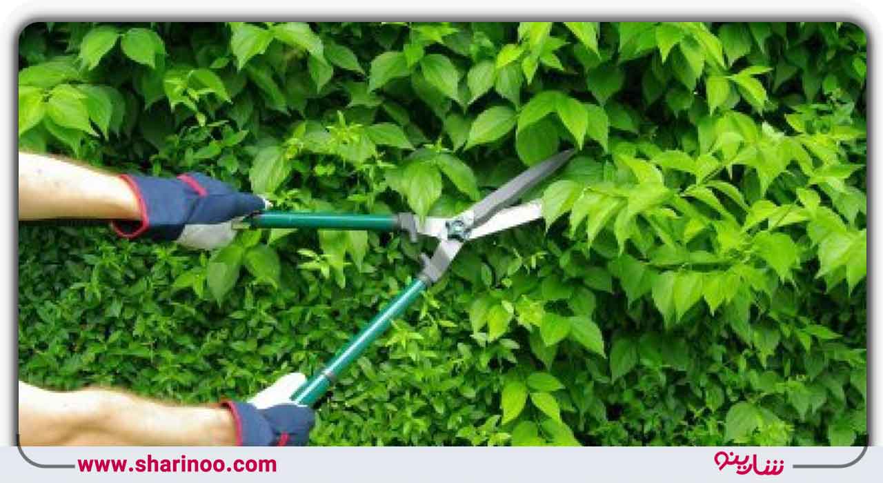 اصلی‌ترین ابزار هرس باغ در اصفهان