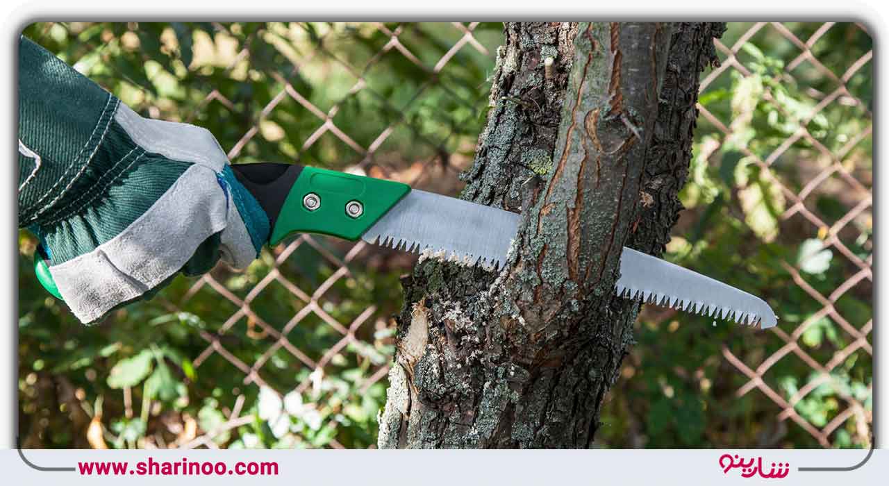 مراحل هرس شاخه‌های ضخیم درختان در اصفهان