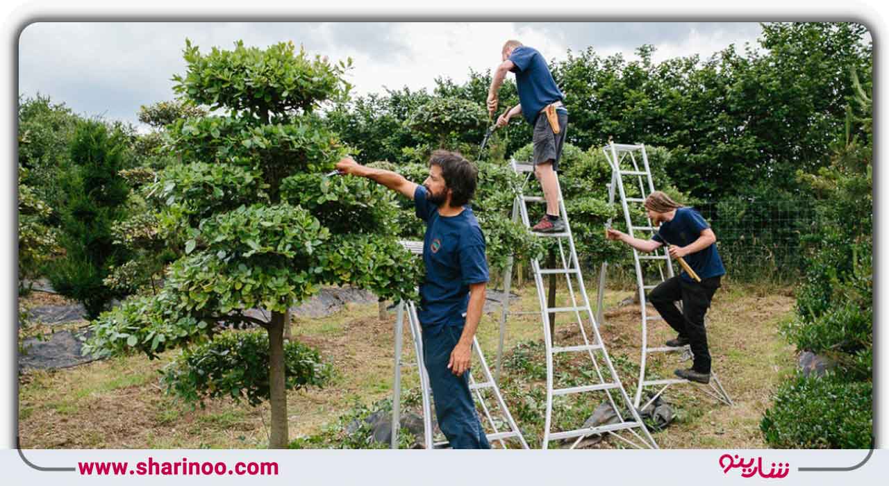 شیوه هرس درختان در بهار