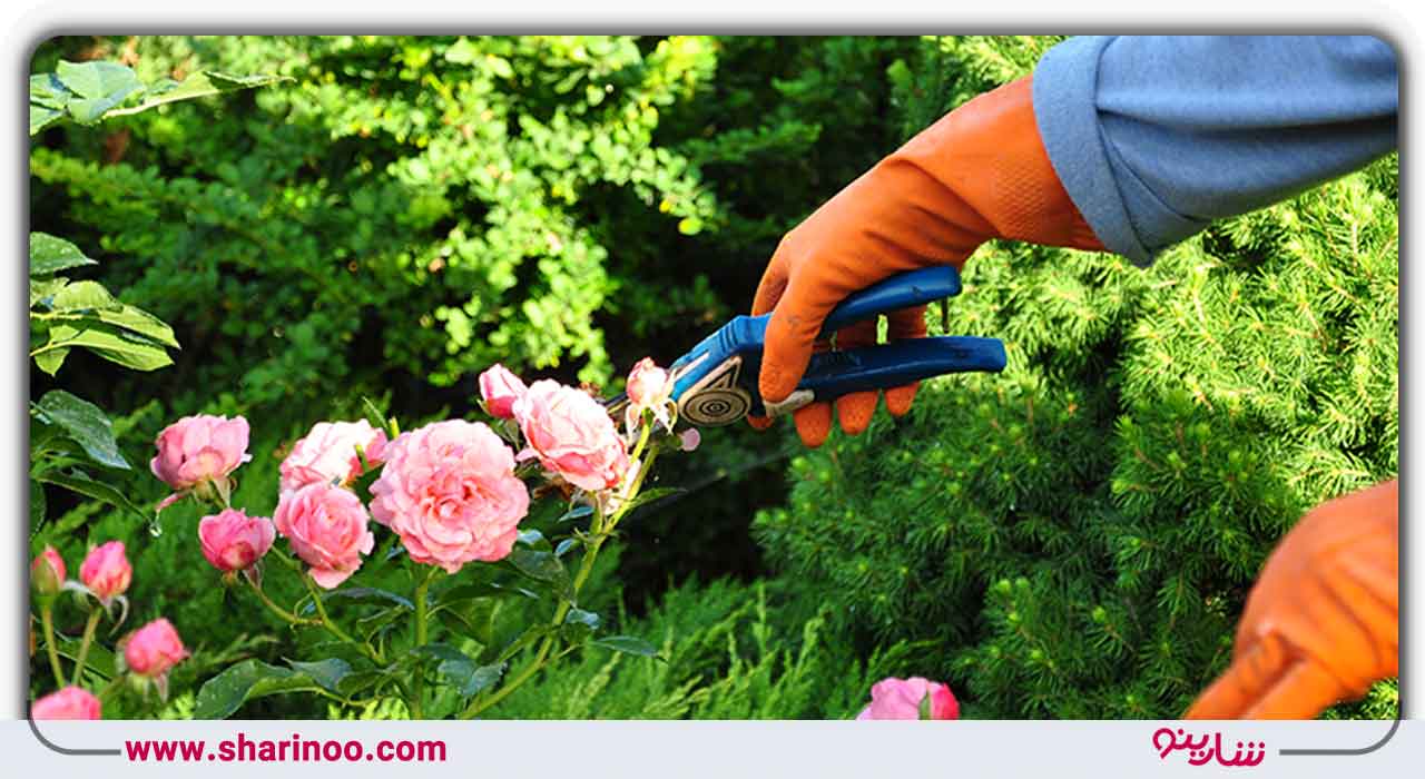 اصلی‌ترین خدمات هرس باغ در اصفهان