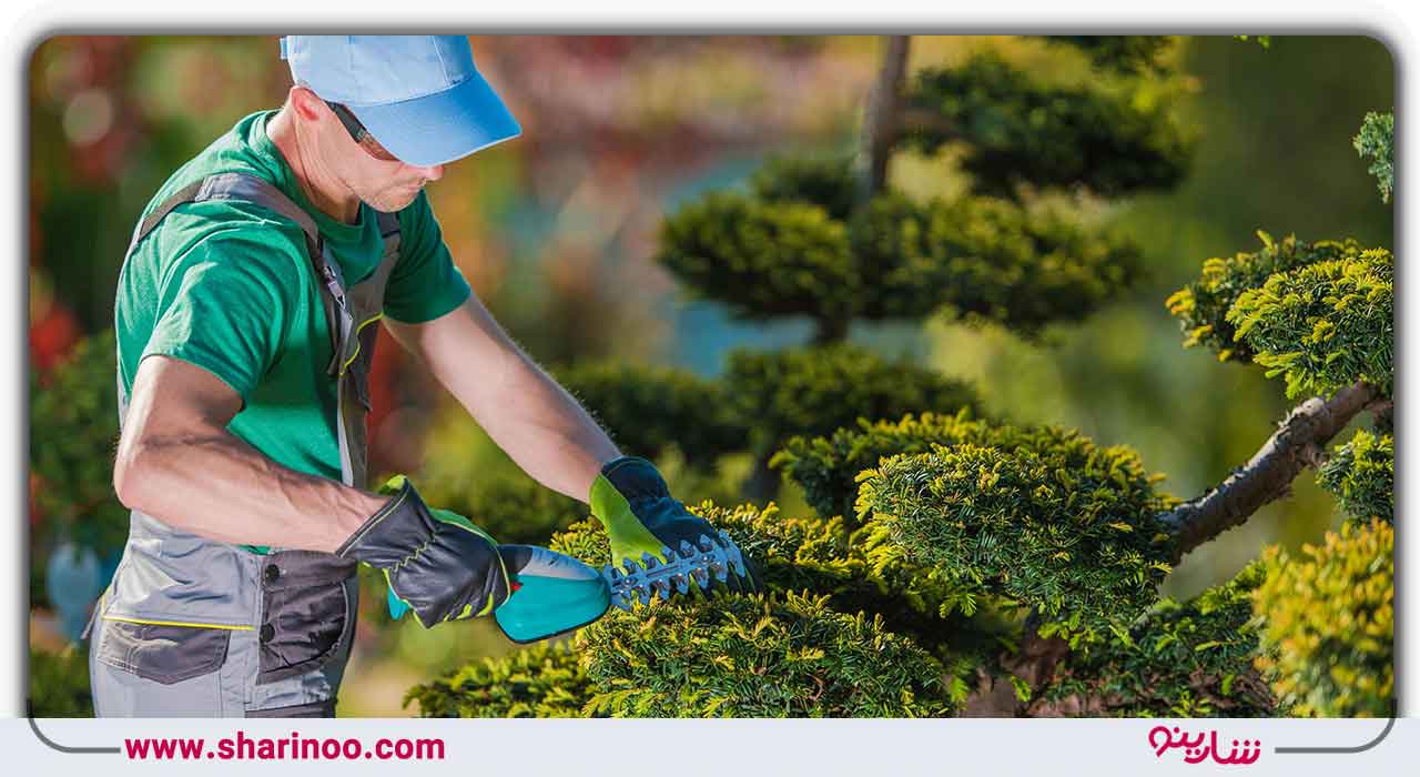 شیوه هرس درختان