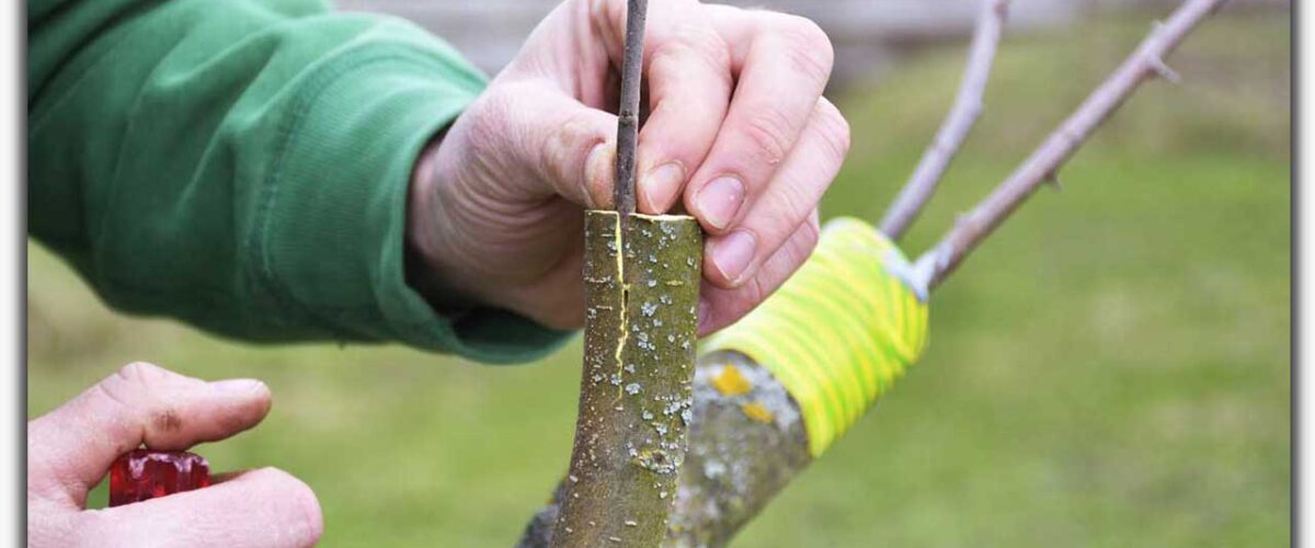 پیوند درخت در اصفهان- شماره تماس 20باغبان حرفه ای اصفهانی