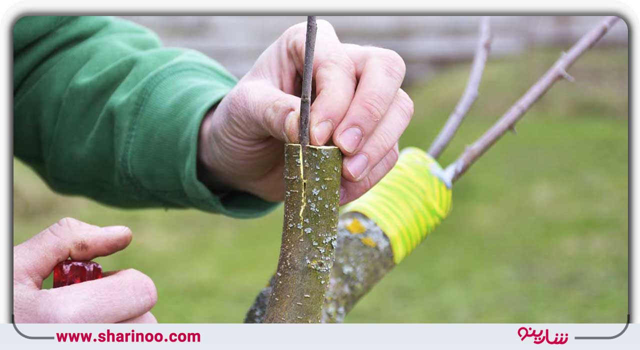 پیوند درخت در اصفهان- شماره تماس 20باغبان حرفه ای اصفهانی