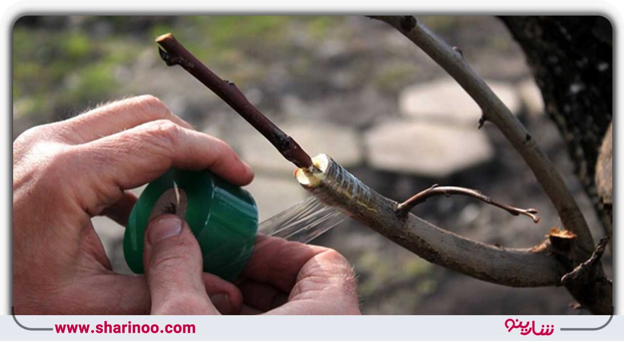 شماره تماس باغبان پیوند درخت در اصفهان