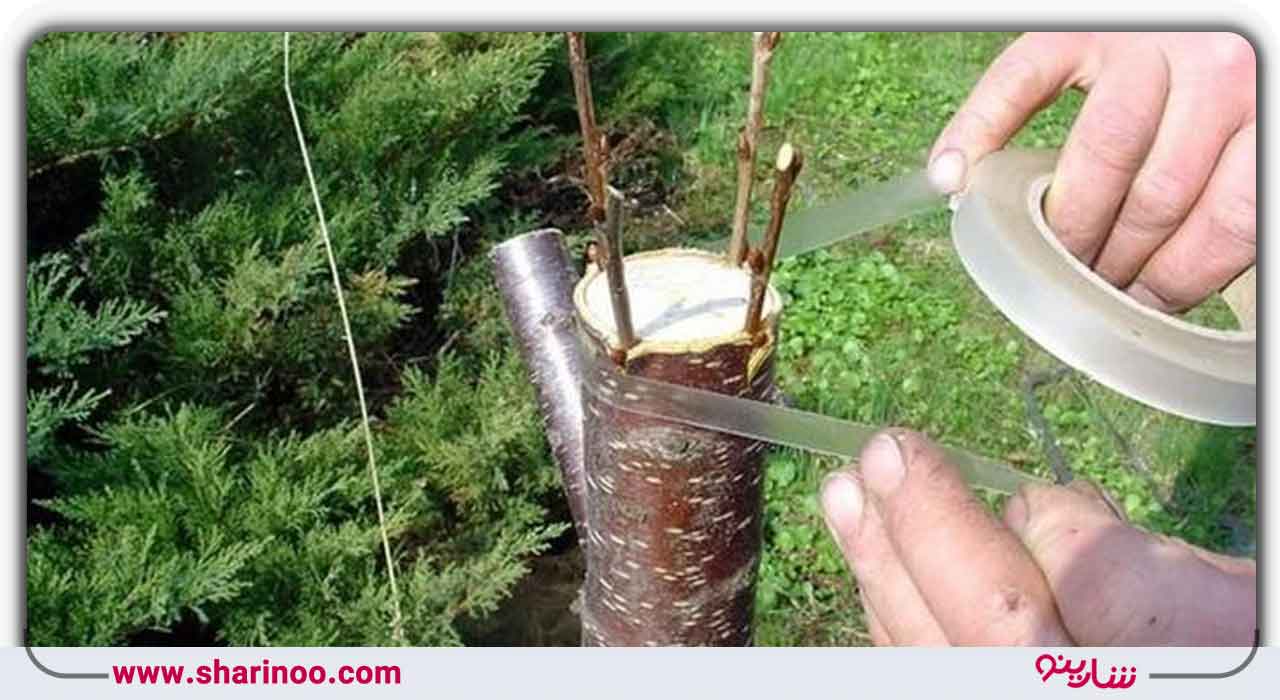 متخصص پیوند درختان اصفهان- مزیت پیوند درخت در اصفهان