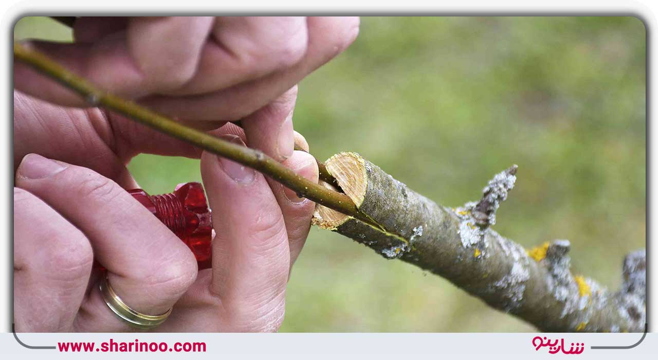 انواع پیوند درخت در اصفهان