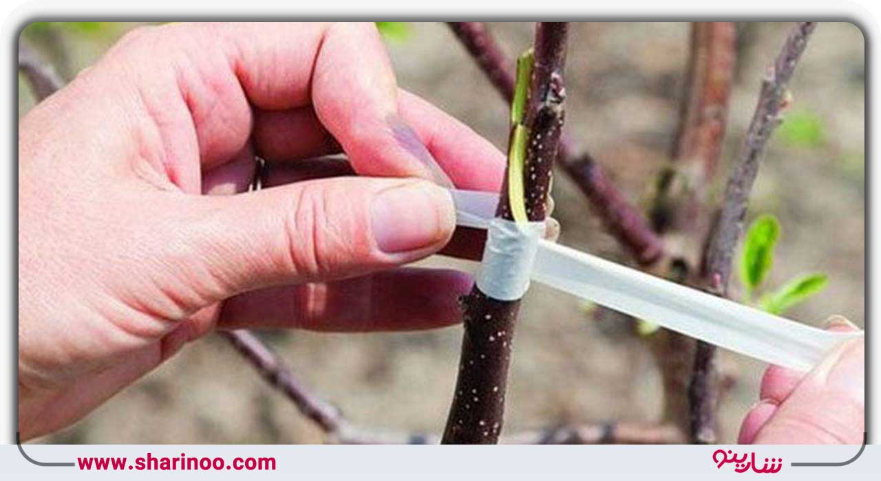 پیوند درخت شهر اصفهان