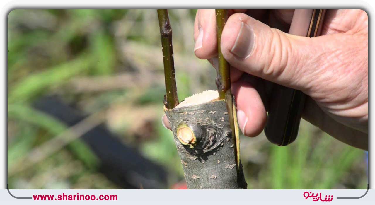 بهترین زمان پیوند درختان