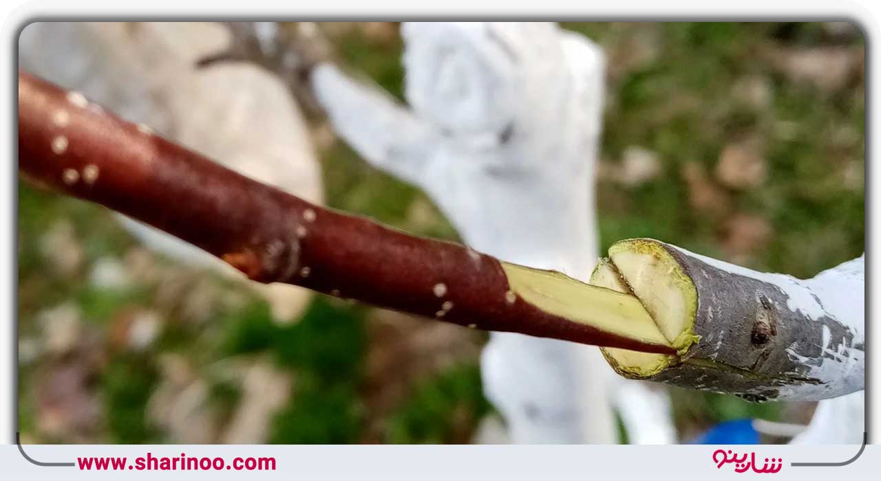 نشانه‌های موفق نبودن فرایند پیوند درخت در اصفهان