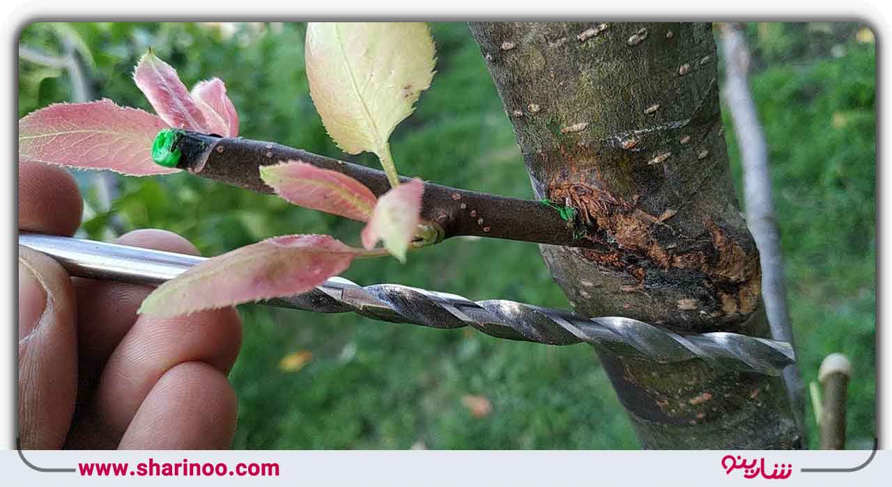 خدمات یک باغبان ماهر در اصفهان