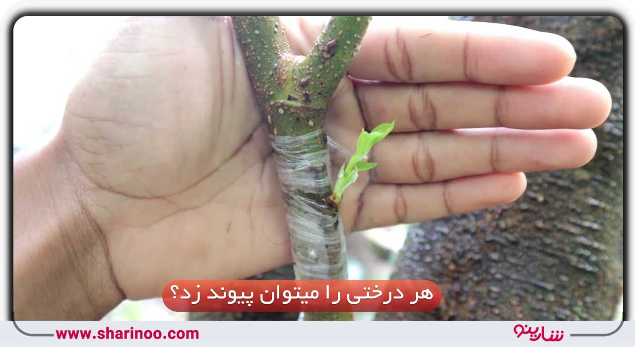 آیا هر درخت را می‌توان به درختان دیگر پیوند زد؟