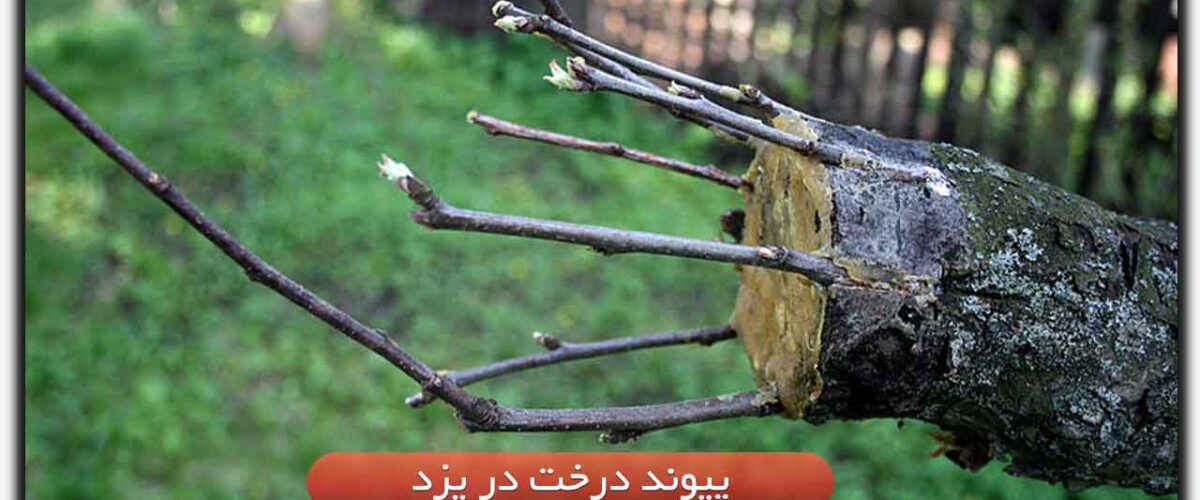 هزینه پیوند درخت در یزد