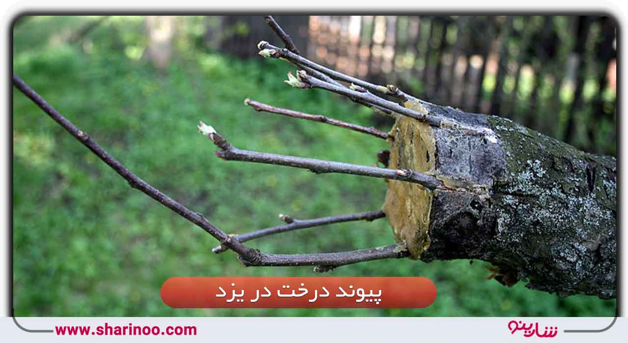 هزینه پیوند درخت در یزد