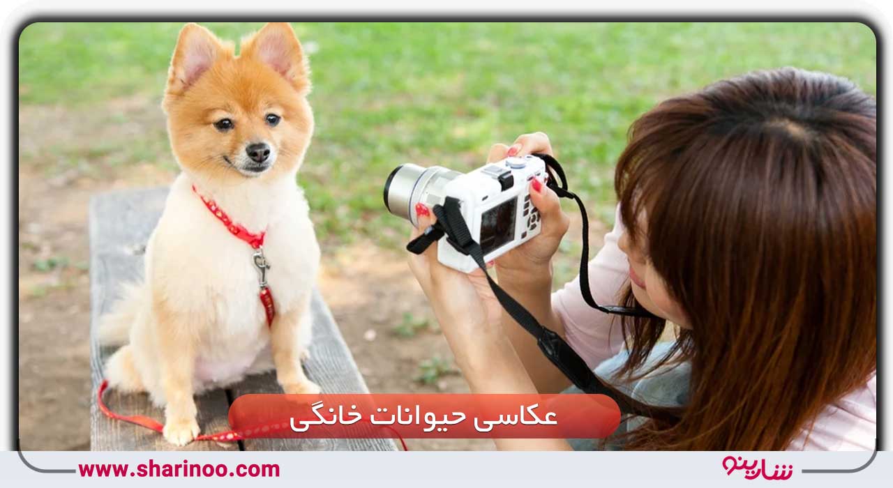 عکاسی حیوانات خانگی در سمنان