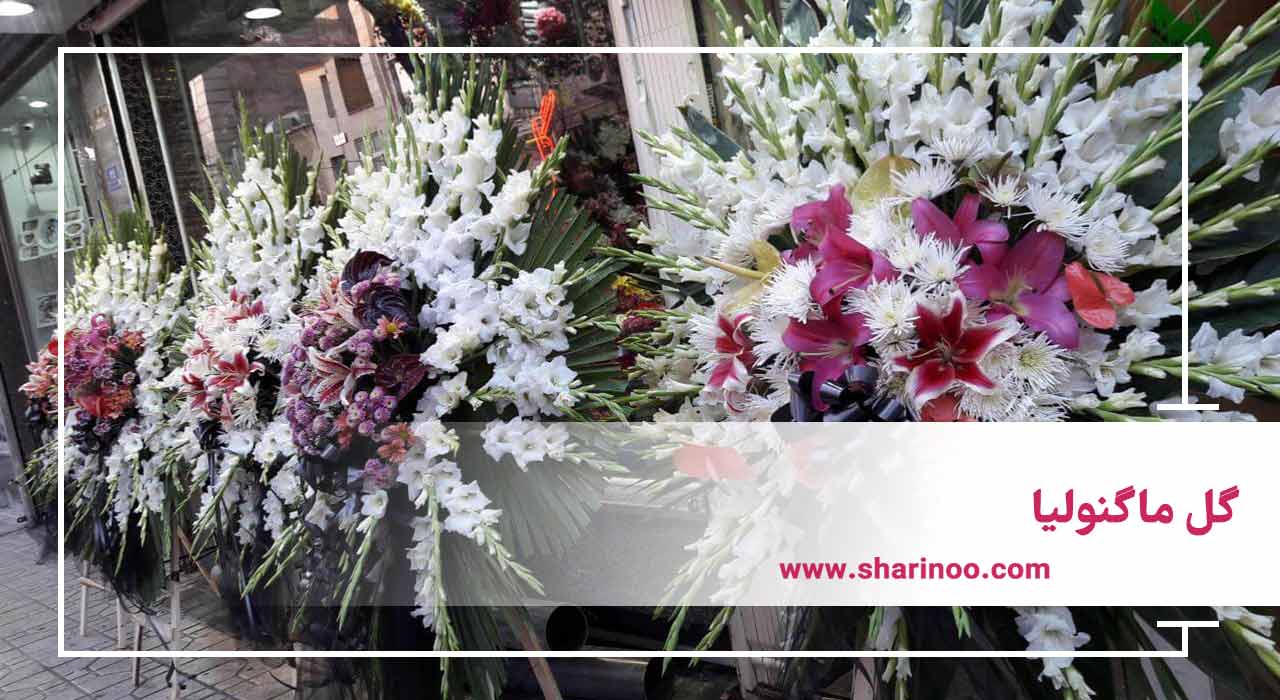 گل ماگنولیا