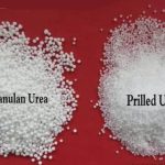 Prilled Urea vs Granular Urea
